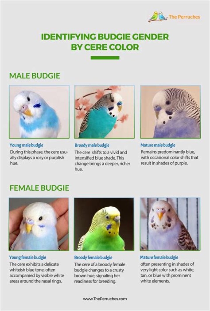 How many budgies are in a cage?
