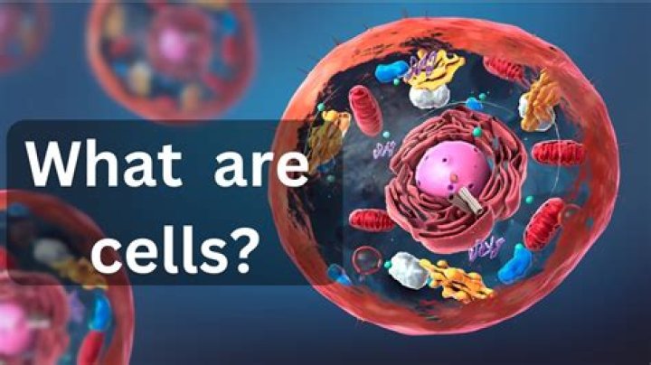 How many cells does kelp have?