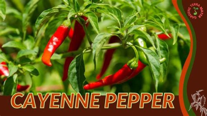 How much cayenne pepper should I put in chili?
