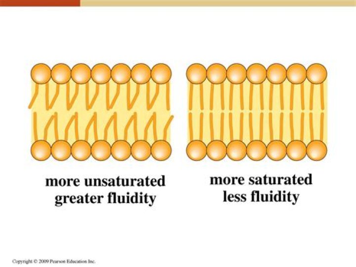 How much does a fluidity bar cost?
