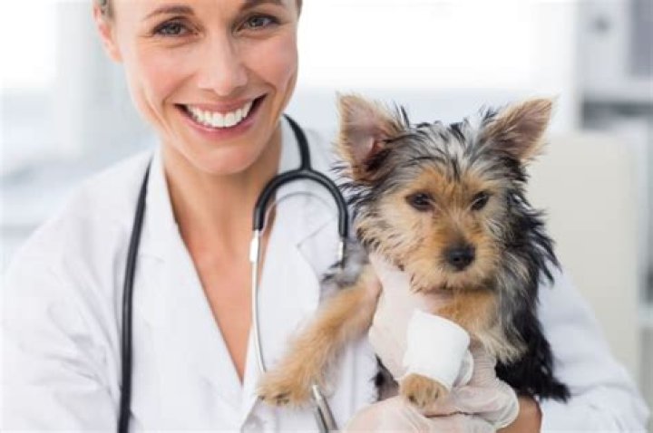 How much does it cost for your puppy's first visit to the vet?