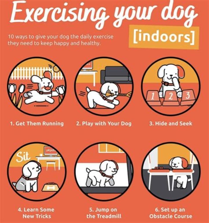 How much exercise should a Lab puppy get?