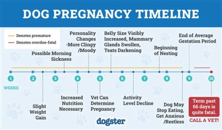 How old can a dog be to get pregnant?