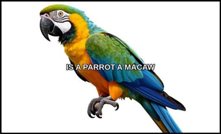 Is a parrot a macaw?