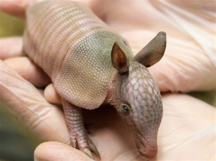 Is it illegal to have an armadillo as a pet?