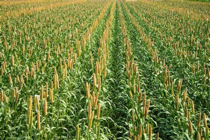 Is it legal to plant millet for ducks?