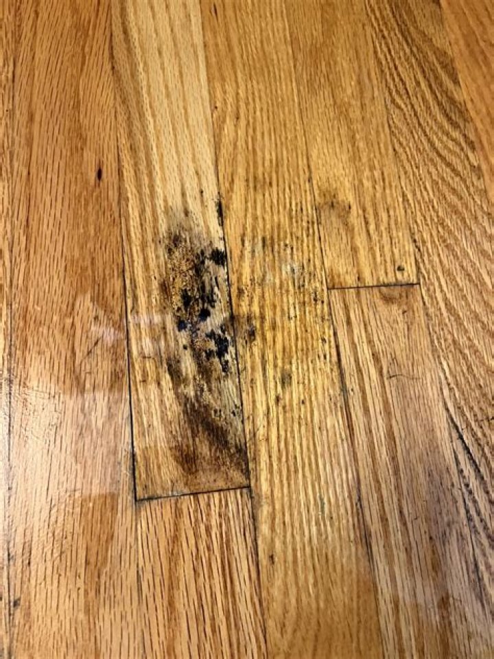 Is mold on hardwood floors dangerous?
