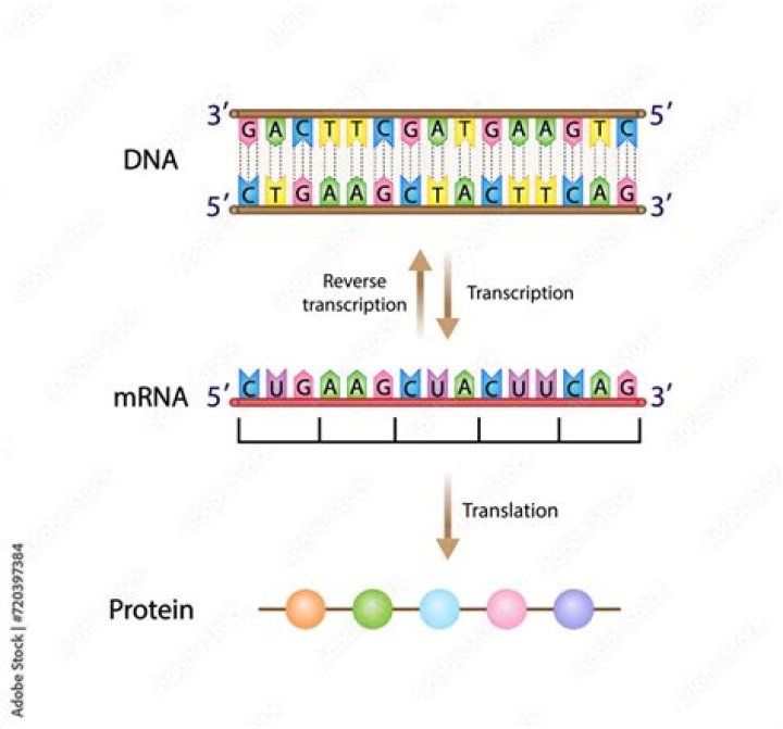 Is mRNA complementary to DNA?