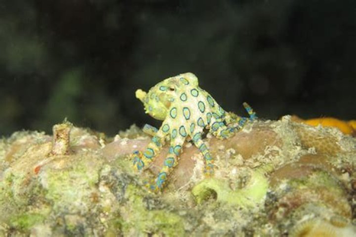 Is octopus ink toxic?