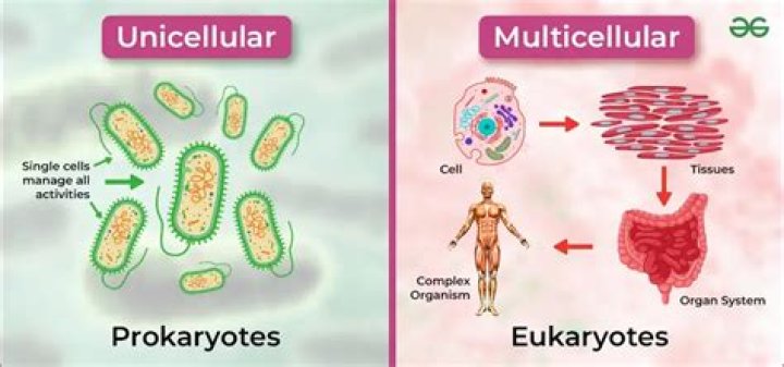 Is plants unicellular or multicellular?