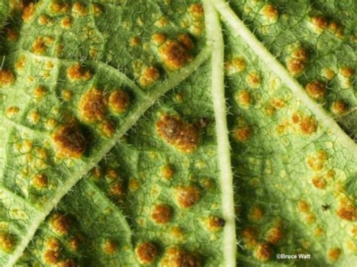 Is rust a form of mold?