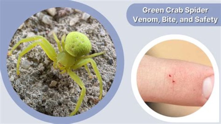 Is the green crab spider poisonous?