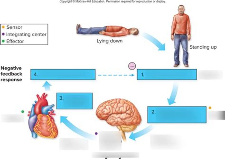 Is the regulation of heart rate a negative feedback system?
