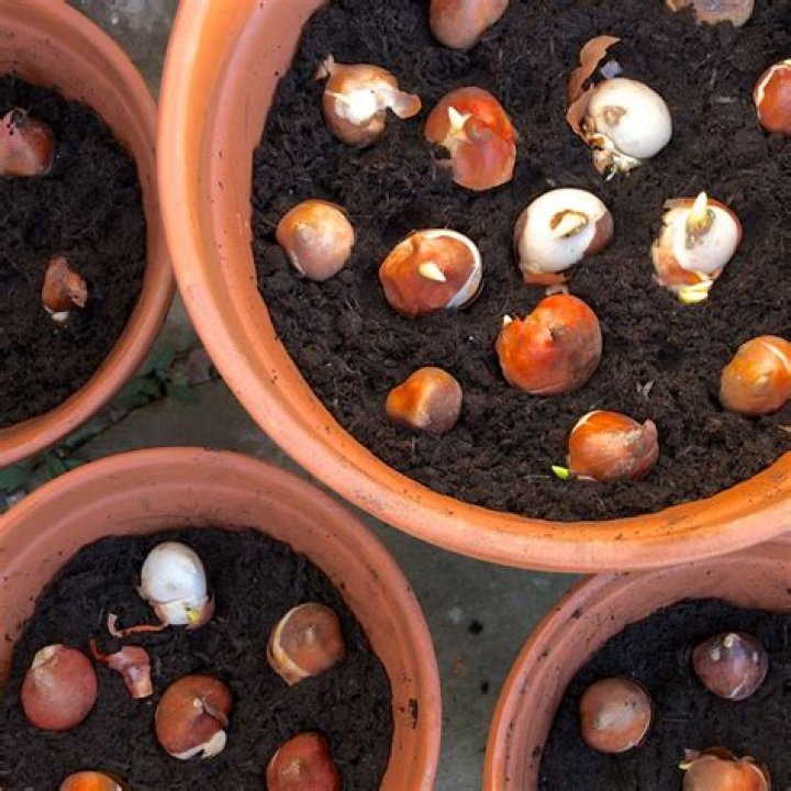 Should I soak gladiolus bulbs before planting?