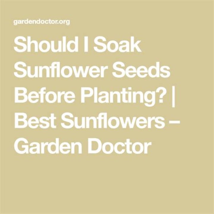 Should I soak sunflower seeds before planting?
