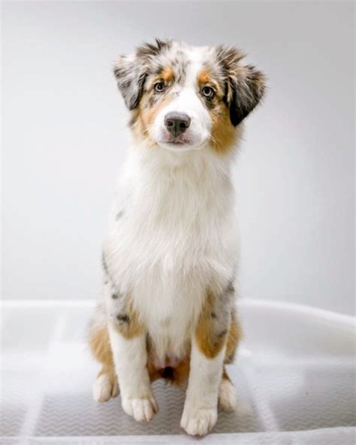 Should you trim an Australian shepherd?