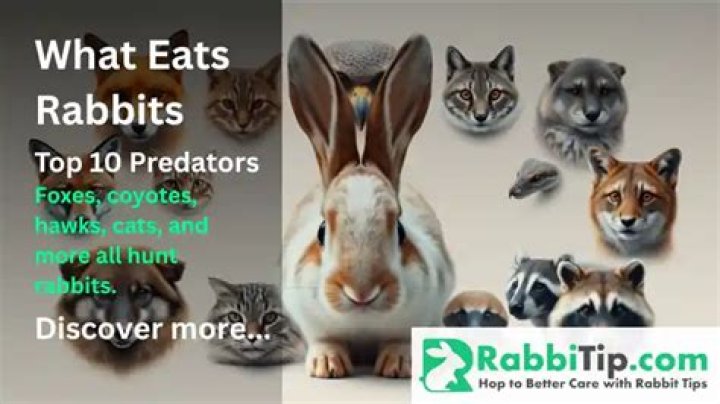 What animal preys on rabbits?