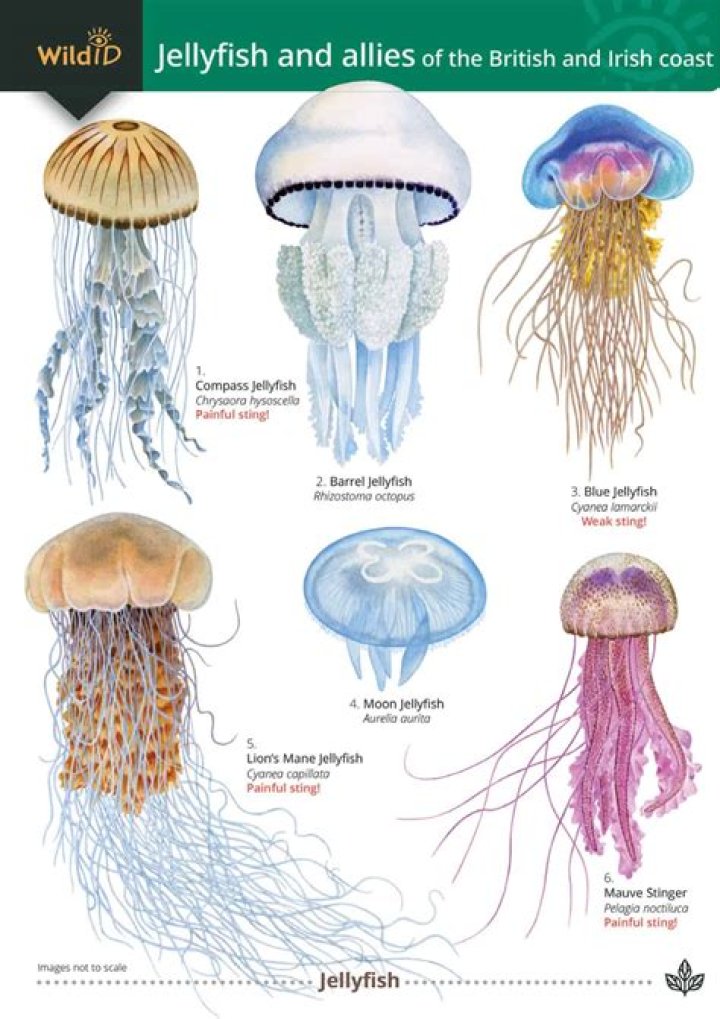 What are some characteristics of jellyfish?