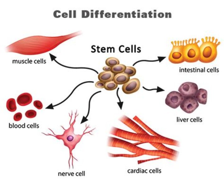 What are Specialised cells called?
