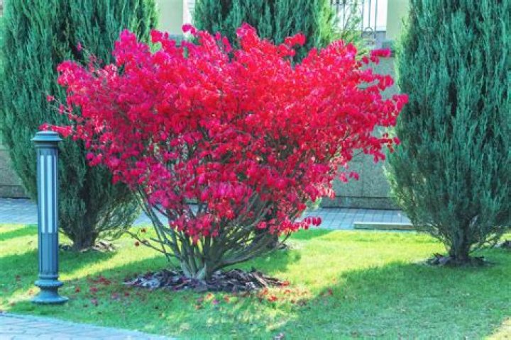 What are specimen plants? | ContextResponse.com