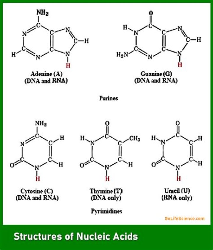 What are the 3 components of nucleic acids?