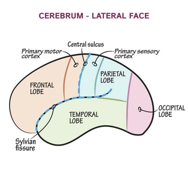 What are the 3 major regions of the cerebrum?