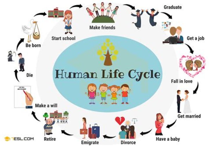 What are the 5 stages of life cycle?