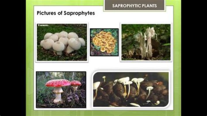 What are the examples of Saprophytic plants?