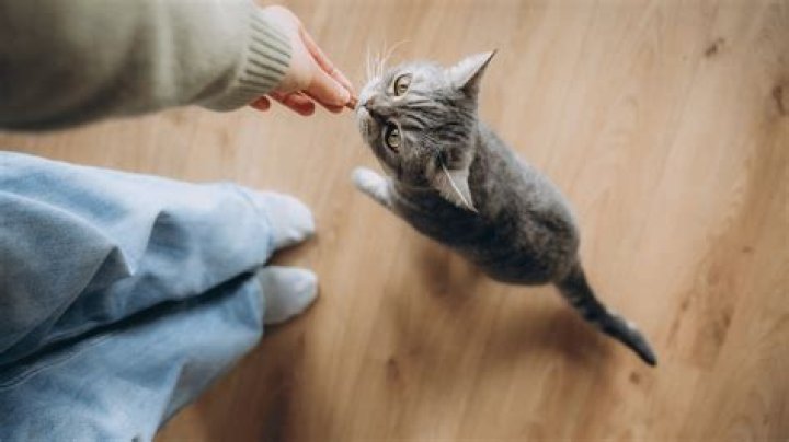 What are the healthiest treats for cats?