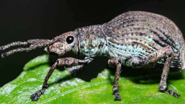 What are weevils in plants?