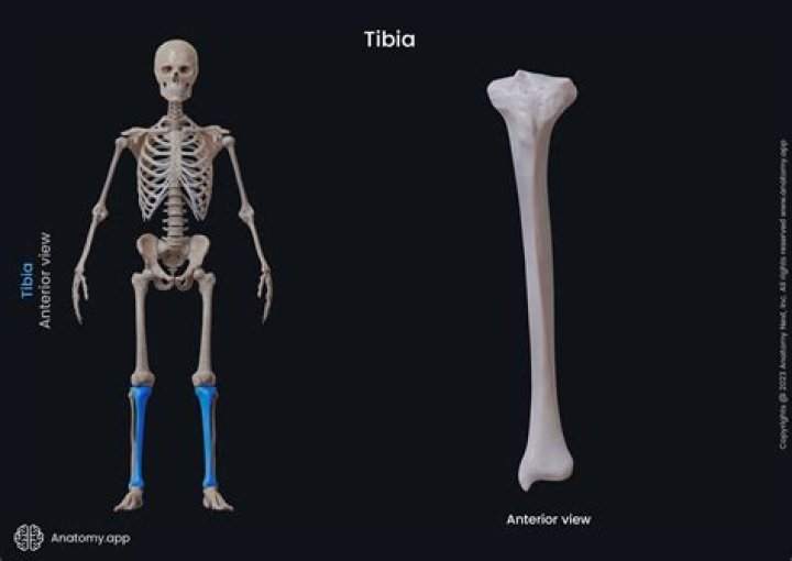 What bone is the shortest?
