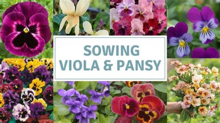 What can I plant with violas?