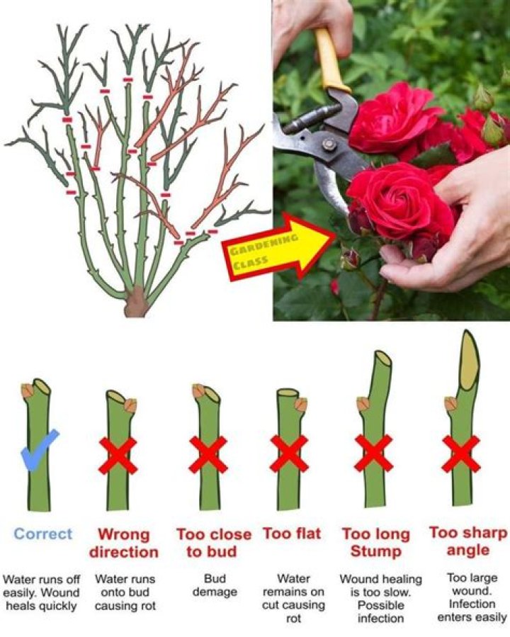 What causes leggy roses? | ContextResponse.com