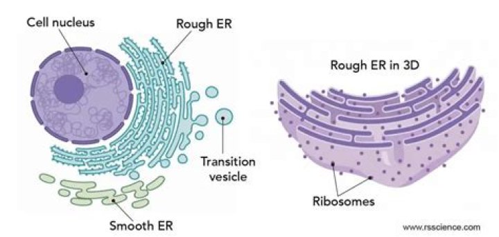 What cells is the rough ER found in?