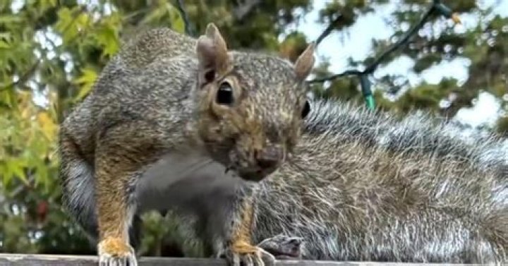 What chemicals kill squirrels? | ContextResponse.com