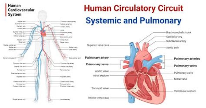 What circuit connects the heart to all parts of the body except the lungs?