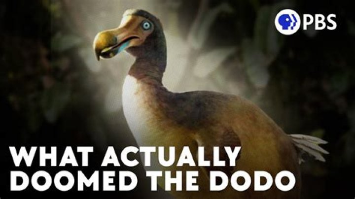 What did the dodo bird evolved from?
