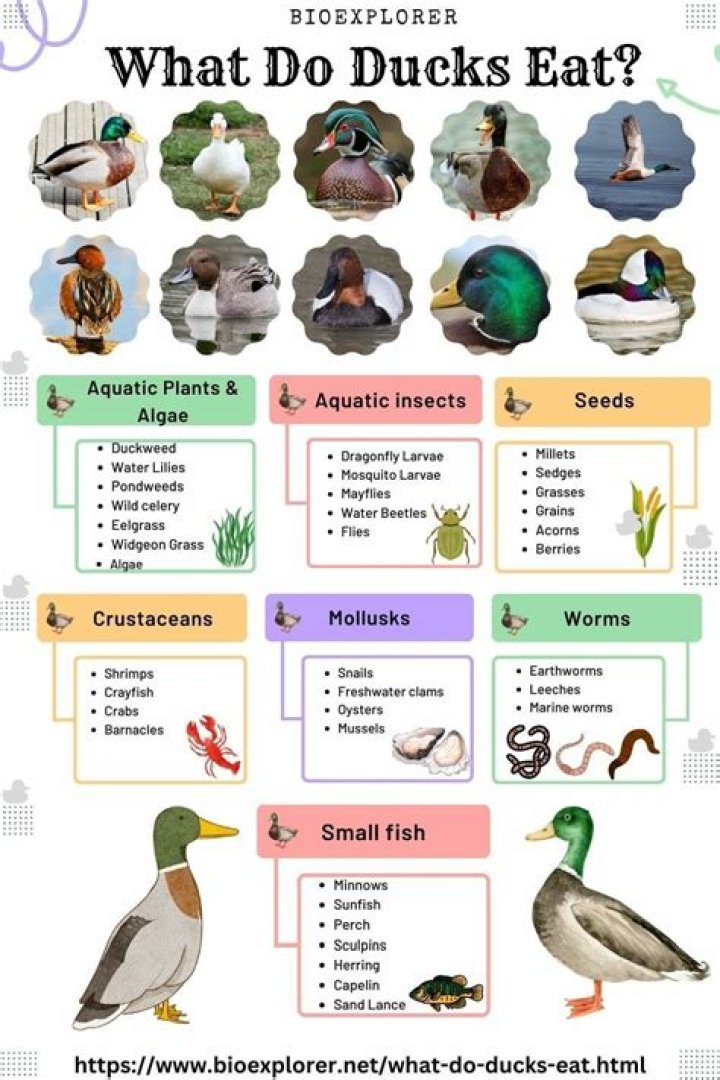 What diseases do ducks get?