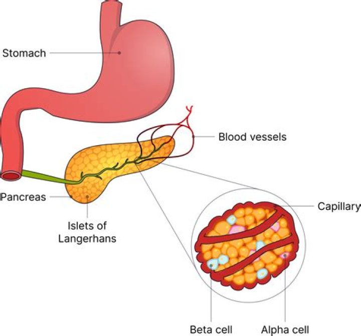 What do alpha and beta cells of the islets of Langerhans in the pancreas produce?