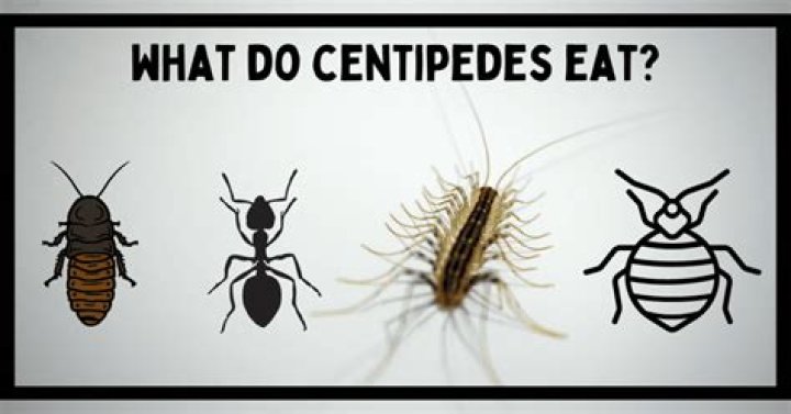 What do Hawaiian centipedes eat?
