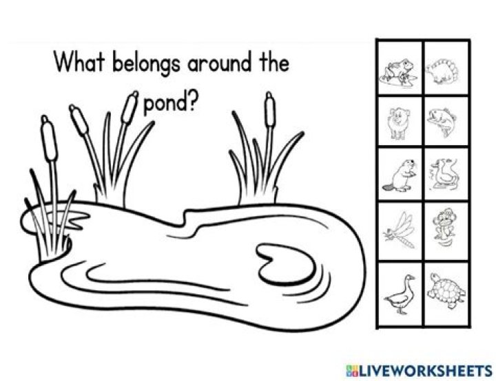 What do pond animals eat?