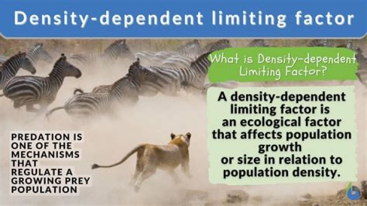 What do you think some density dependent limiting factors might be?