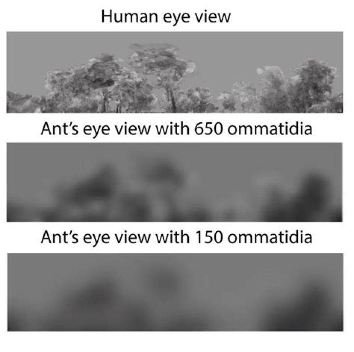 What does an ant see?
