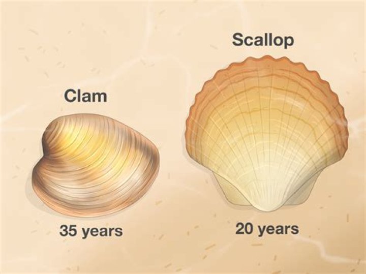 What does clam mean in slang?