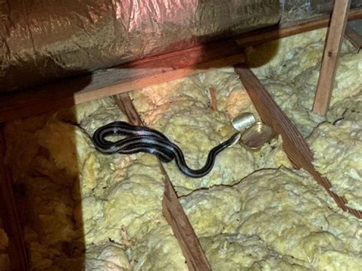 What does it mean if you find a snake in your house?
