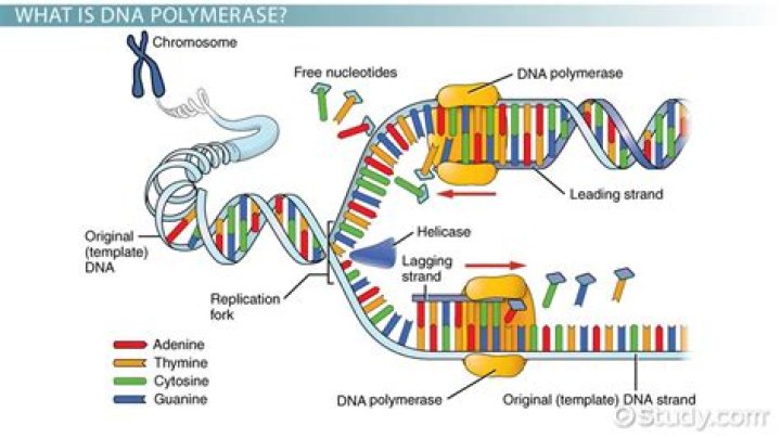 What does the DNA polymerase do in DNA replication?