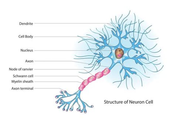 What does the nerve cell do?