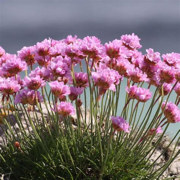 What does the plant thrift look like?
