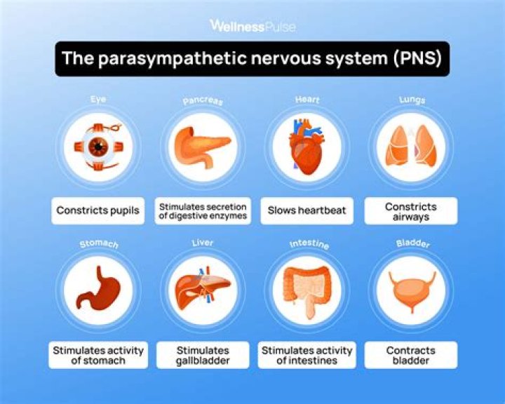 What happens to the body when the parasympathetic nervous system is activated?