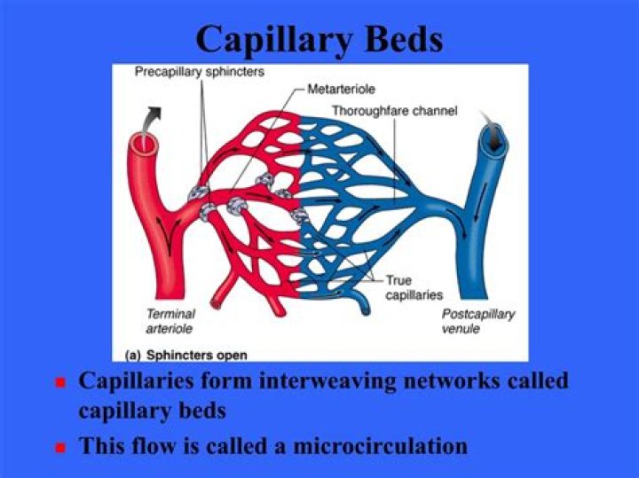 What is a capillary bed?